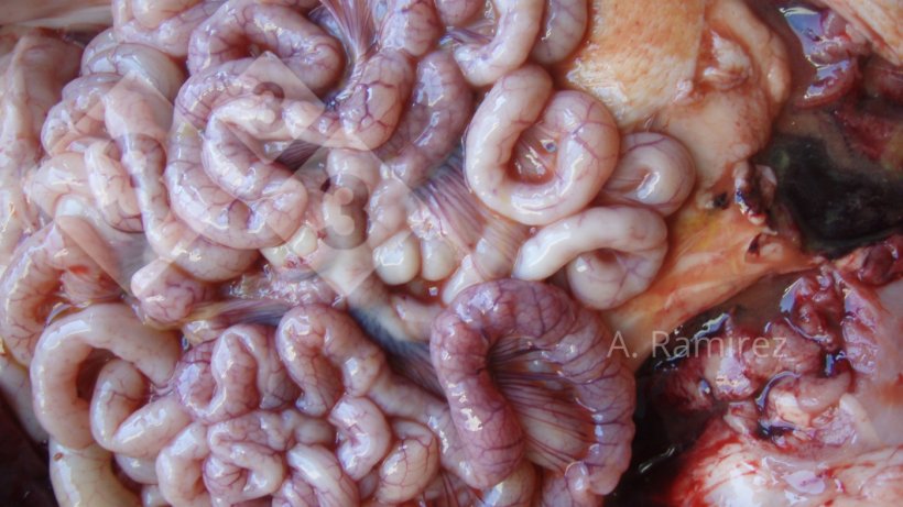 Imagem 2. Intestino delgado ligeiramente ondulado (devido ao engrossamento da parede intestinal) que sugere ileite leve a moderadamente crónica e sem complicações. Se abrissemos os intestinos, o engrossamento e a ondulação seriam muito evidentes.
